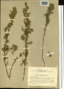 Artemisia macrantha Ledeb., Eastern Europe, Eastern region (E10) (Russia)