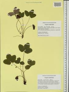 Fragaria viridis Duchesne, Eastern Europe, Eastern region (E10) (Russia)