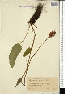Bistorta carnea (K. Koch) Kom., Caucasus, South Ossetia (K4b) (South Ossetia)