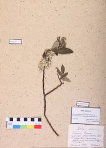 Salix glauca L., Siberia, Altai & Sayany Mountains (S2) (Russia)