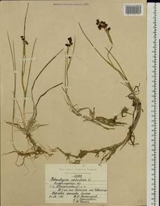 Scheuchzeria palustris L., Eastern Europe, Central region (E4) (Russia)