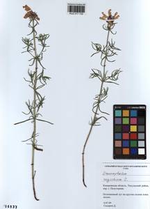 Dracocephalum ruyschiana L., Siberia, Altai & Sayany Mountains (S2) (Russia)