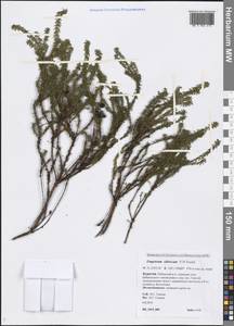 Empetrum nigrum subsp. stenopetalum (V. N. Vassil.) Nedol., Siberia, Baikal & Transbaikal region (S4) (Russia)