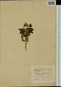 Thermopsis, Siberia, Altai & Sayany Mountains (S2) (Russia)