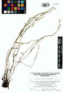Persicaria minor (Huds.) Opiz, Siberia, Baikal & Transbaikal region (S4) (Russia)