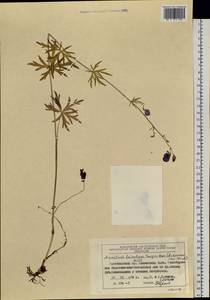 Aconitum ambiguum subsp. baicalense (Turcz. ex Rapaics) Vorosch., Siberia, Central Siberia (S3) (Russia)
