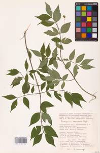 Euonymus verrucosus Scop., Eastern Europe, Lower Volga region (E9) (Russia)