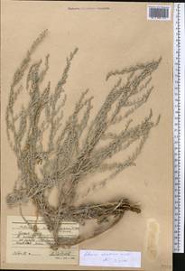 Artemisia schrenkiana Ledeb., Middle Asia, Northern & Central Tian Shan (M4) (Kyrgyzstan)