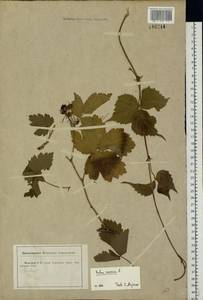 Rubus caesius L., Eastern Europe, Central forest-and-steppe region (E6) (Russia)