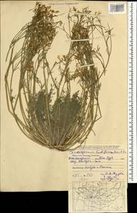 Hypecoum lactiflorum (Kar. & Kir.) Pazij, Mongolia (MONG) (Mongolia)