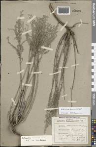 Artemisia taurica Willd., Eastern Europe, South Ukrainian region (E12) (Ukraine)