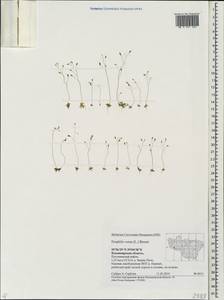 Draba verna L., Eastern Europe, Central region (E4) (Russia)