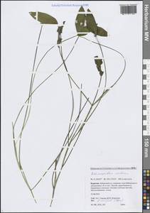 Potamogeton natans L., Siberia, Baikal & Transbaikal region (S4) (Russia)