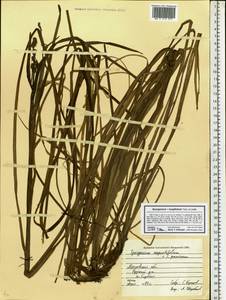 Sparganium gramineum Georgi, Eastern Europe, Moscow region (E4a) (Russia)