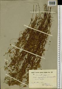 Cuscuta europaea L., Siberia, Yakutia (S5) (Russia)