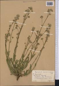 Gypsophila cephalotes (Schrenk) F.N. Williams, Middle Asia, Western Tian Shan & Karatau (M3) (Kazakhstan)