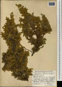 Juniperus communis var. saxatilis Pall., Mongolia (MONG) (Mongolia)