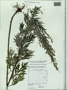 Artemisia leucophylla (Turcz. ex Besser) C. B. Clarke, Siberia, Russian Far East (S6) (Russia)