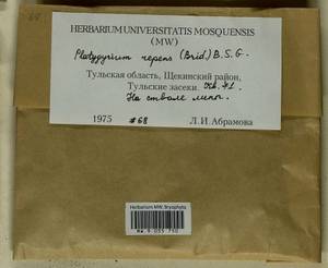 Platygyrium repens (Brid.) Schimp., Bryophytes, Bryophytes - Middle Russia (B6) (Russia)