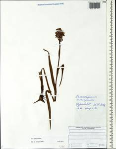 Dactylorhiza, Eastern Europe, Central forest region (E5) (Russia)