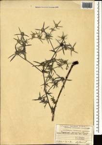 Eryngium caucasicum Trautv., Caucasus, North Ossetia, Ingushetia & Chechnya (K1c) (Russia)