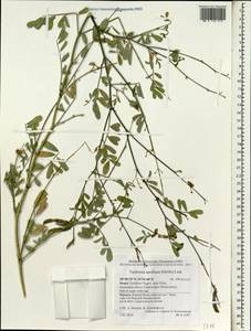 Tephrosia apollinea (Delile)DC., South Asia, South Asia (Asia outside ex-Soviet states and Mongolia) (ASIA) (Israel)