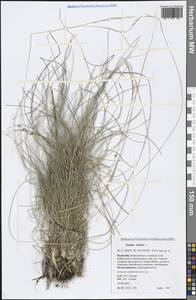 Nardus stricta L., Siberia, Baikal & Transbaikal region (S4) (Russia)