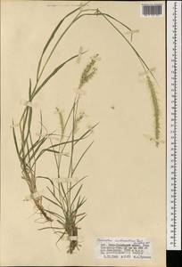 Pennisetum flaccidum Griseb., Mongolia (MONG) (Mongolia)