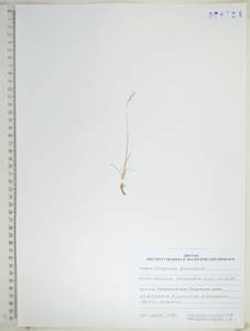 KHA6724, Festuca auriculata Drobow, Siberia, Russian Far East (S6) (Russia)