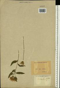 Centaurea nigrescens, Eastern Europe, North Ukrainian region (E11) (Ukraine)
