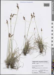Carex petricosa var. petricosa, Siberia, Central Siberia (S3) (Russia)