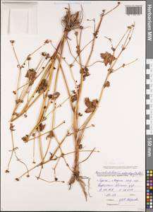 Ranunculus neapolitanus Ten., Caucasus, Black Sea Shore (from Novorossiysk to Adler) (K3) (Russia)