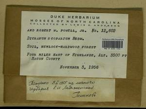 Dicranum scoparium Hedw., Bryophytes, Bryophytes - America (BAm) (United States)