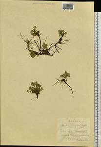 Potentilla acaulis L., Siberia, Altai & Sayany Mountains (S2) (Russia)