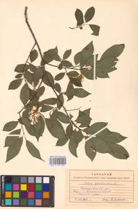 Salix pentandra L., Siberia, Altai & Sayany Mountains (S2) (Russia)