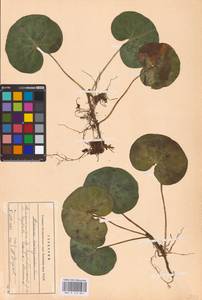 Asarum europaeum L., Eastern Europe, Northern region (E1) (Russia)