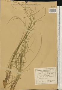 Stipa pennata L., Eastern Europe, North Ukrainian region (E11) (Ukraine)
