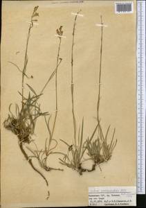 Silene graminifolia Otth, Middle Asia, Northern & Central Tian Shan (M4) (Kazakhstan)