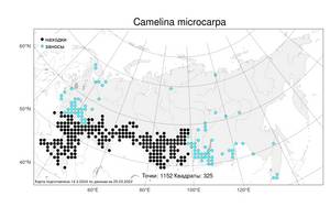 Camelina microcarpa Andrz. ex DC., Atlas of the Russian Flora (FLORUS) (Russia)