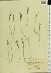 Soda inermis (Moench) Fourr., Eastern Europe, Rostov Oblast (E12a) (Russia)