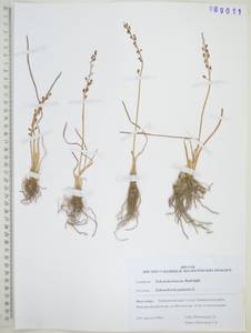 Scheuchzeria palustris L., Siberia, Russian Far East (S6) (Russia)