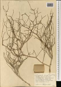 Calligonum mongolicum Turcz., Mongolia (MONG) (Mongolia)