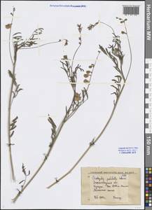 Onobrychis pulchella Schrenk ex Fisch. & C.A.Mey., Middle Asia, Western Tian Shan & Karatau (M3) (Kyrgyzstan)