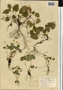 Viola suavis M. Bieb., Eastern Europe, West Ukrainian region (E13) (Ukraine)