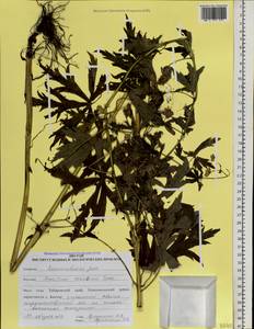 Aconitum sczukinii Turcz., Siberia, Russian Far East (S6) (Russia)