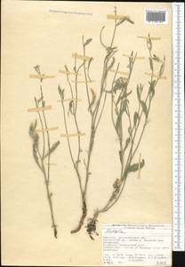 Matthiola, Middle Asia, Western Tian Shan & Karatau (M3) (Kyrgyzstan)