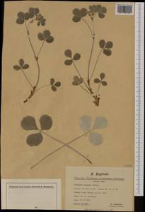 Potentilla speciosa Willd., Botanic gardens and arboreta (GARD)