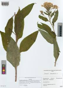 Senecio nemorensis subsp. nemorensis, Siberia, Altai & Sayany Mountains (S2) (Russia)