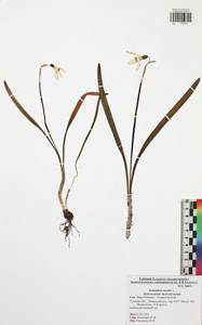 Galanthus nivalis L., Eastern Europe, Central region (E4) (Russia)