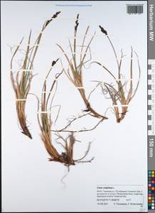 Carex cespitosa L., Siberia, Western Siberia (S1) (Russia)